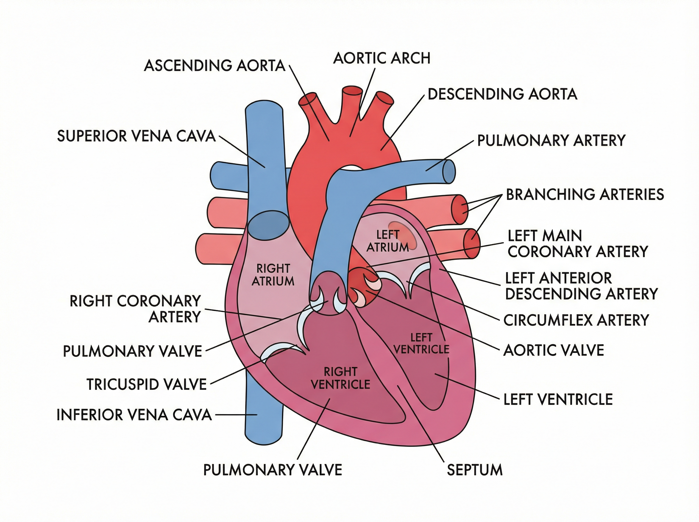 A well-labeled diagram with Nano Banana Pro -- generated on ImagineArt